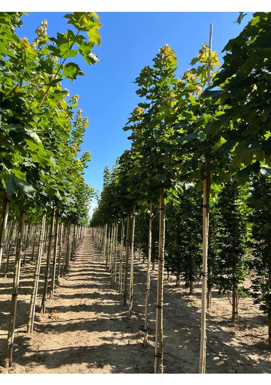 Säulenförmiger Spitzahorn 'Columnare' | Acer platanoides 'Columnare'
