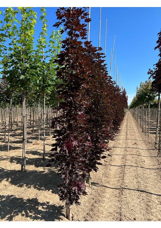 Säulen Blutahorn Stammbusch | Acer platanoides 'Crimson Sentry'