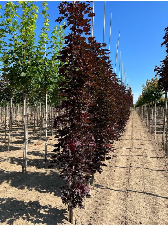 Spitzahorn 'Crimson Sentry' - Stammbusch | Acer platanoides 'Crimson Sentry' Spitzahorn 'Crimson Sentry' - Stammbusch | Acer platanoides 'Crimson Sentry'