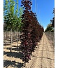 Säulen Blutahorn Stammbusch | Acer platanoides 'Crimson Sentry'