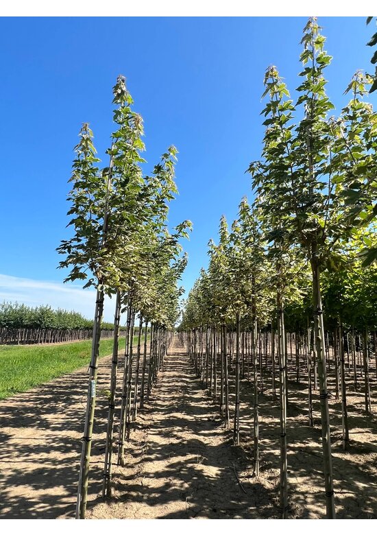 Spitzahorn 'Drummondii' | Acer platanoides 'Drummondii'