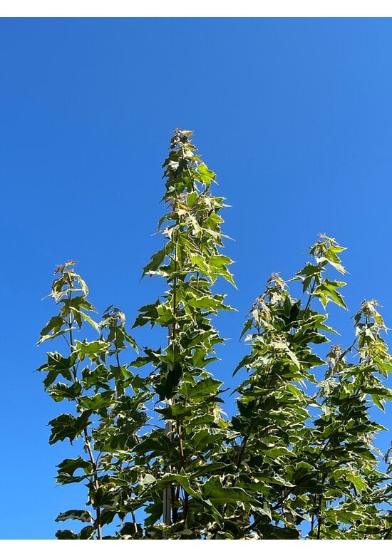 Spitzahorn 'Drummondii' | Acer platanoides 'Drummondii'