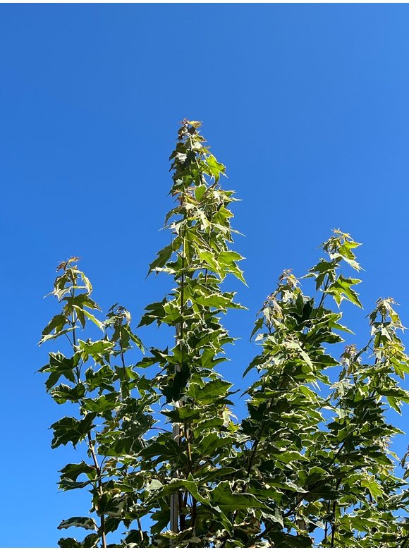 Spitzahorn 'Drummondii' | Acer platanoides 'Drummondii' Spitzahorn 'Drummondii' | Acer platanoides 'Drummondii'