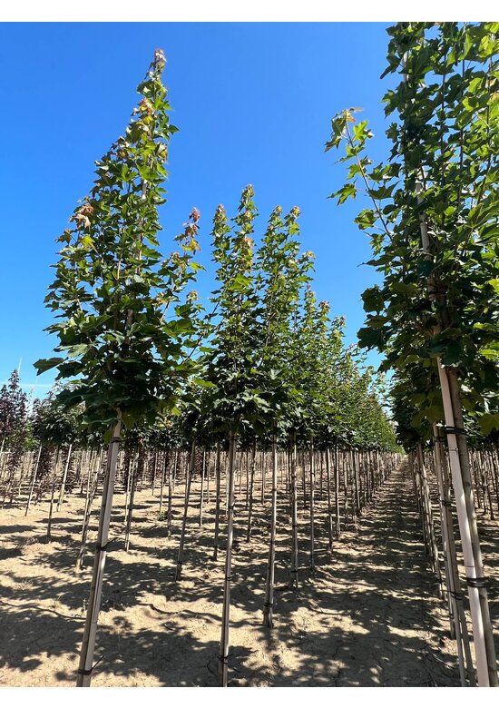 Kegelförmiger Spitzahorn 'Emerald Queen' | Acer platanoides 'Emerald Queen'