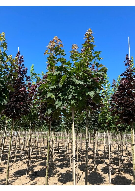 Kugelahorn 'Globosum' | Acer platanoides 'Globosum'