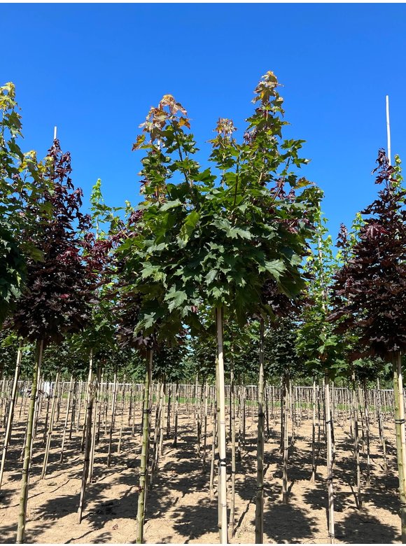 Kugelahorn 'Globosum' | Acer platanoides 'Globosum' Kugelahorn 'Globosum' | Acer platanoides 'Globosum'