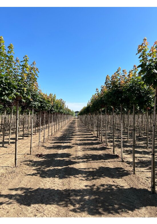 Kugelahorn 'Globosum' | Acer platanoides 'Globosum'