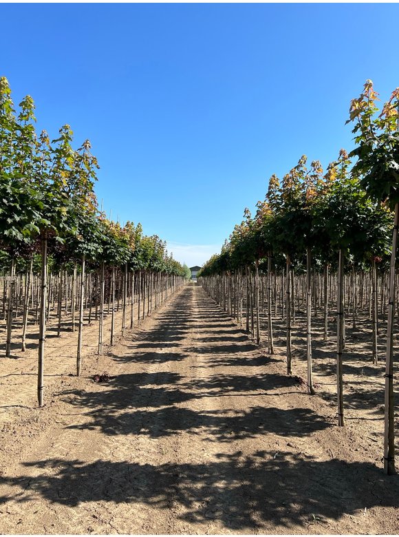Kugelahorn 'Globosum' | Acer platanoides 'Globosum' Kugelahorn 'Globosum' | Acer platanoides 'Globosum'