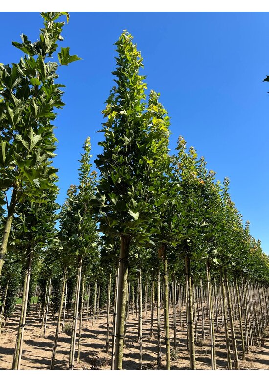 Mauritz-Spitzahorn 'Mauritz Upright' Hochstamm | Acer platanoides 'Mauritz Upright'®