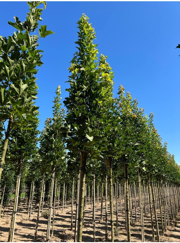 Mauritz-Spitzahorn 'Mauritz Upright' | Acer platanoides 'Mauritz Upright'® Mauritz-Spitzahorn 'Mauritz Upright' | Acer platanoides 'Mauritz Upright'®
