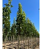 Mauritz-Spitzahorn 'Mauritz Upright' Hochstamm | Acer platanoides 'Mauritz Upright'®