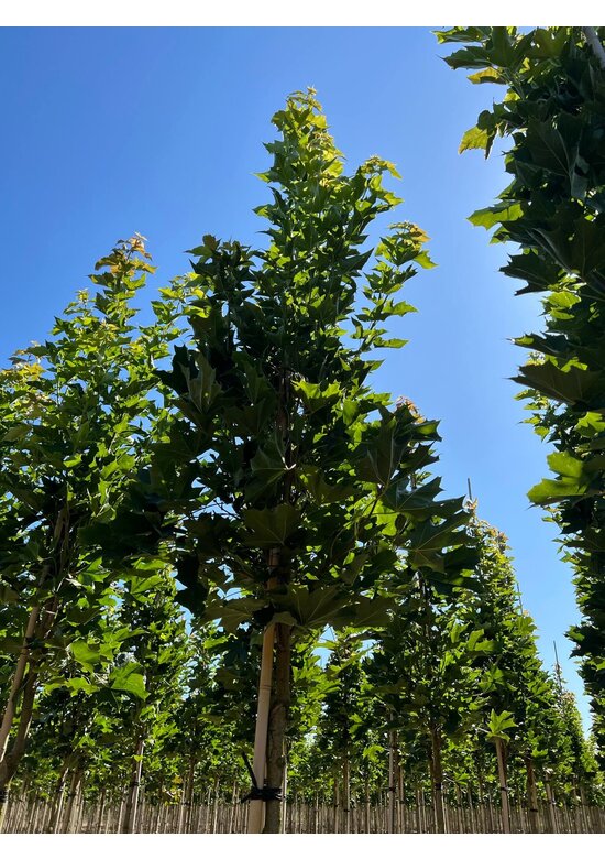 Mauritz-Spitzahorn 'Mauritz Upright' Hochstamm | Acer platanoides 'Mauritz Upright'®