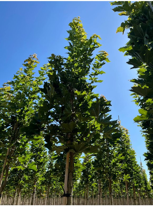 Mauritz-Spitzahorn 'Mauritz Upright' | Acer platanoides 'Mauritz Upright'® Mauritz-Spitzahorn 'Mauritz Upright' | Acer platanoides 'Mauritz Upright'®