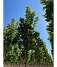 Mauritz-Spitzahorn 'Mauritz Upright' Hochstamm | Acer platanoides 'Mauritz Upright'®