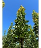 Mauritz-Spitzahorn 'Mauritz Upright' Hochstamm | Acer platanoides 'Mauritz Upright'®