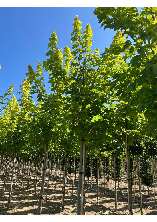 Goldahorn 'Princeton Gold' | Acer platanoides 'Princeton Gold'