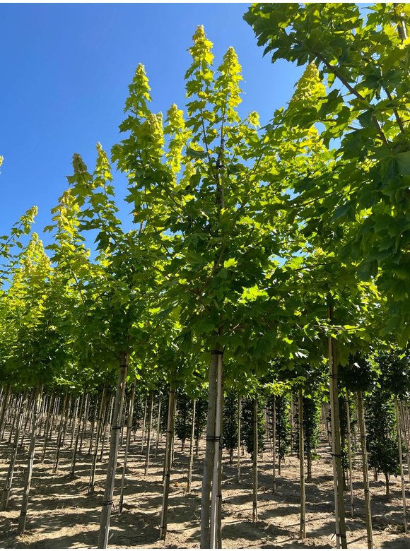 Goldahorn 'Princeton Gold' | Acer platanoides 'Princeton Gold' Goldahorn 'Princeton Gold' | Acer platanoides 'Princeton Gold'