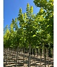 Goldahorn 'Princeton Gold' | Acer platanoides 'Princeton Gold'