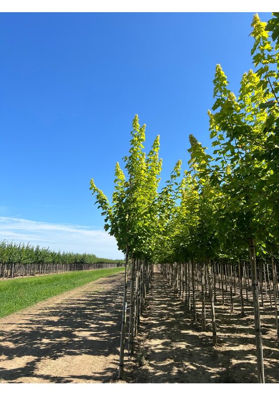 Goldahorn 'Princeton Gold' | Acer platanoides 'Princeton Gold'