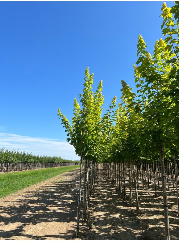 Goldahorn 'Princeton Gold' | Acer platanoides 'Princeton Gold' Goldahorn 'Princeton Gold' | Acer platanoides 'Princeton Gold'