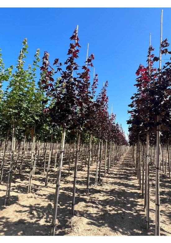 Oregon-Blutahorn 'Royal Red' | Acer platanoides 'Royal Red'