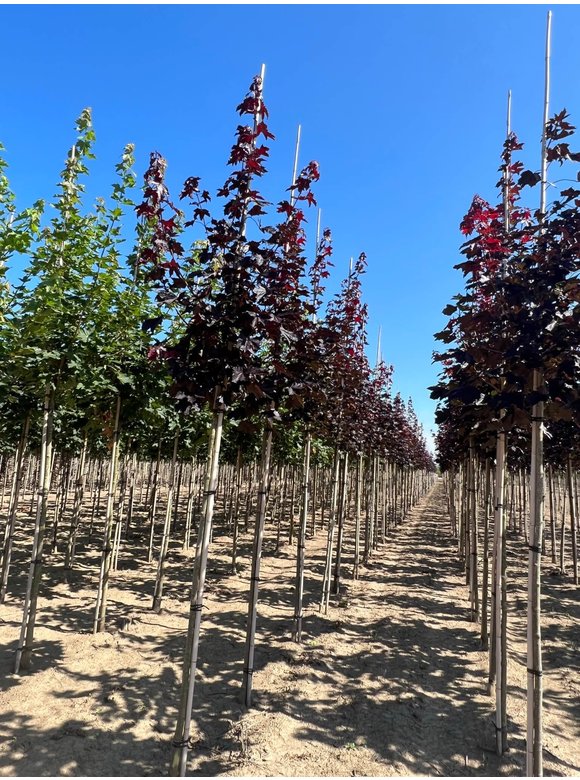 Oregon-Blutahorn 'Royal Red' | Acer platanoides 'Royal Red' Oregon-Blutahorn 'Royal Red' | Acer platanoides 'Royal Red'