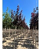 Oregon-Blutahorn 'Royal Red' | Acer platanoides 'Royal Red'