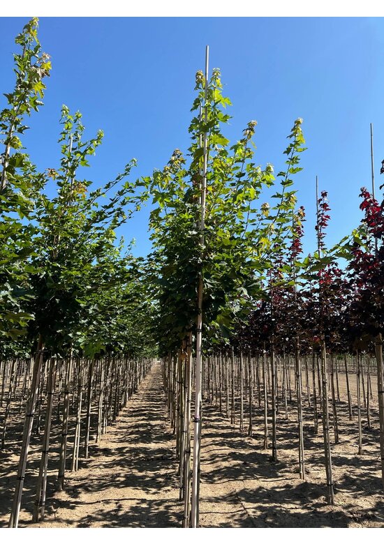 Spitzahorn | Acer platanoides