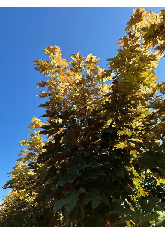 Kugel Berg-Ahorn 'Brilliantissimum' | Acer pseudoplatanus 'Brilliantissimum'