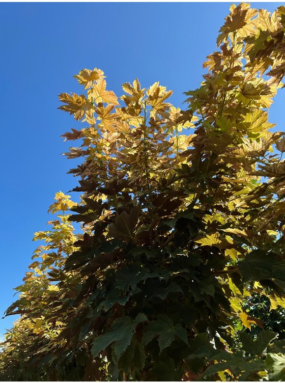 Kugel Berg-Ahorn 'Brilliantissimum' | Acer pseudoplatanus 'Brilliantissimum' Kugel Berg-Ahorn 'Brilliantissimum' | Acer pseudoplatanus 'Brilliantissimum'