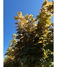 Kugel Berg-Ahorn 'Brilliantissimum' | Acer pseudoplatanus 'Brilliantissimum'