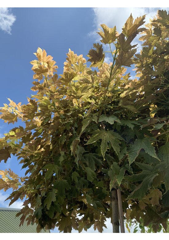 Kugel Berg-Ahorn 'Brilliantissimum' | Acer pseudoplatanus 'Brilliantissimum'