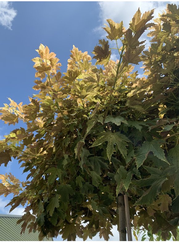 Kugel Berg-Ahorn 'Brilliantissimum' | Acer pseudoplatanus 'Brilliantissimum' Kugel Berg-Ahorn 'Brilliantissimum' | Acer pseudoplatanus 'Brilliantissimum'