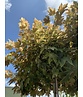 Kugel Berg-Ahorn 'Brilliantissimum' | Acer pseudoplatanus 'Brilliantissimum'