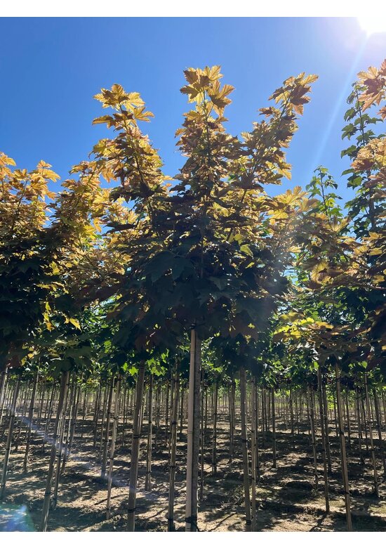 Kugel Berg-Ahorn 'Brilliantissimum' | Acer pseudoplatanus 'Brilliantissimum'