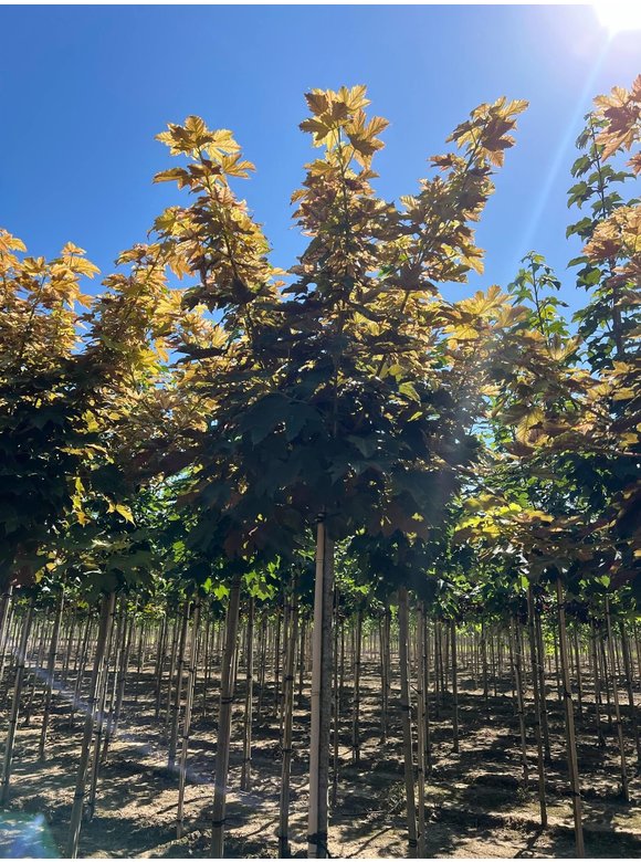 Kugel Berg-Ahorn 'Brilliantissimum' | Acer pseudoplatanus 'Brilliantissimum' Kugel Berg-Ahorn 'Brilliantissimum' | Acer pseudoplatanus 'Brilliantissimum'