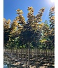 Kugel Berg-Ahorn 'Brilliantissimum' | Acer pseudoplatanus 'Brilliantissimum'