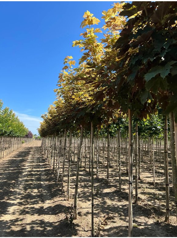 Kugel Berg-Ahorn 'Brilliantissimum' | Acer pseudoplatanus 'Brilliantissimum' Kugel Berg-Ahorn 'Brilliantissimum' | Acer pseudoplatanus 'Brilliantissimum'