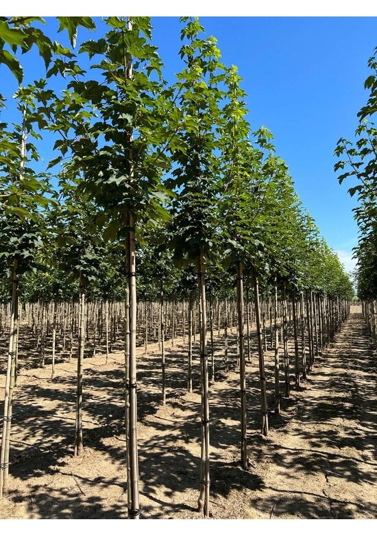 Berg-Ahorn 'Bruchem' | Acer pseudoplatanus 'Bruchem'