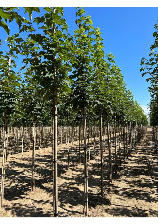 Berg-Ahorn 'Bruchem' | Acer pseudoplatanus 'Bruchem'