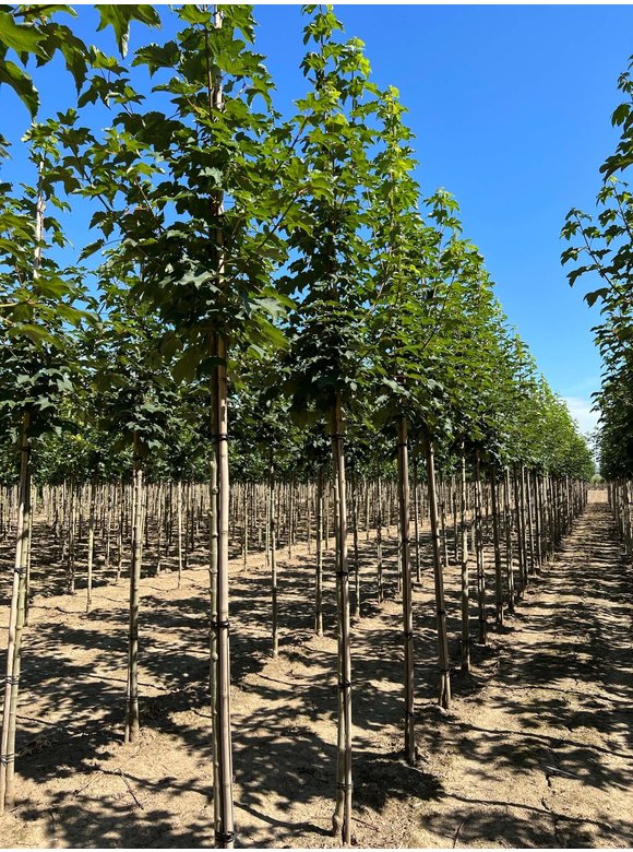 Berg-Ahorn 'Bruchem' | Acer pseudoplatanus 'Bruchem' Berg-Ahorn 'Bruchem' | Acer pseudoplatanus 'Bruchem'