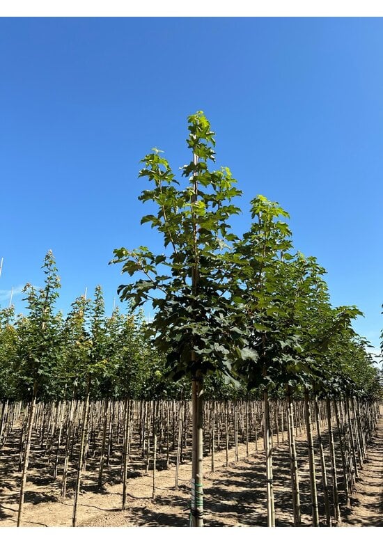 Berg-Ahorn 'Bruchem' | Acer pseudoplatanus 'Bruchem'