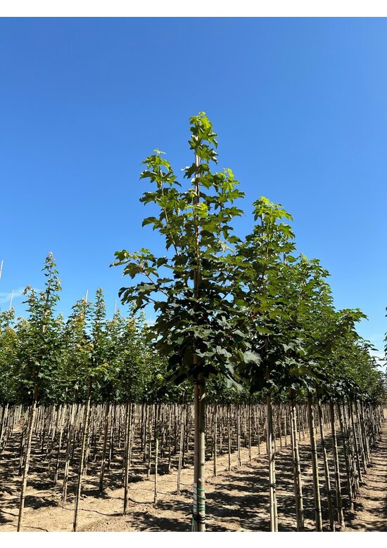 Berg-Ahorn 'Bruchem' | Acer pseudoplatanus 'Bruchem'