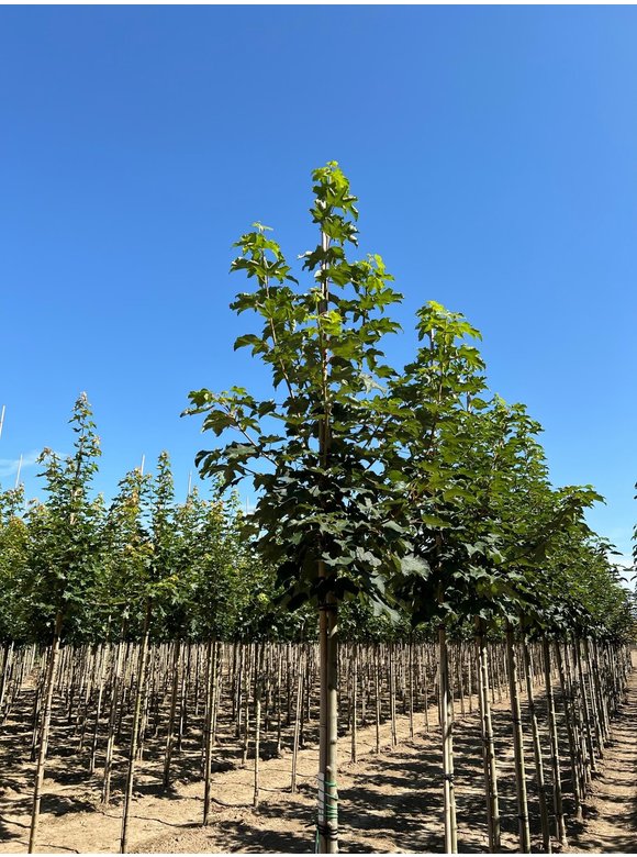 Berg-Ahorn 'Bruchem' | Acer pseudoplatanus 'Bruchem' Berg-Ahorn 'Bruchem' | Acer pseudoplatanus 'Bruchem'