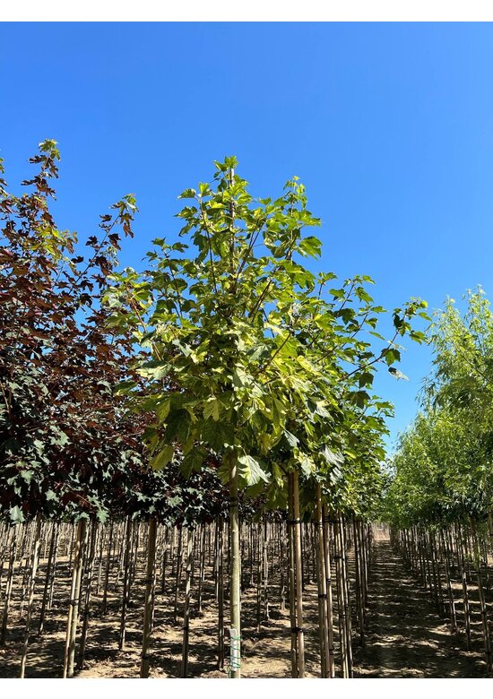 Berg-Ahorn 'Leopoldii' | Acer pseudoplatanus 'Leopoldii'