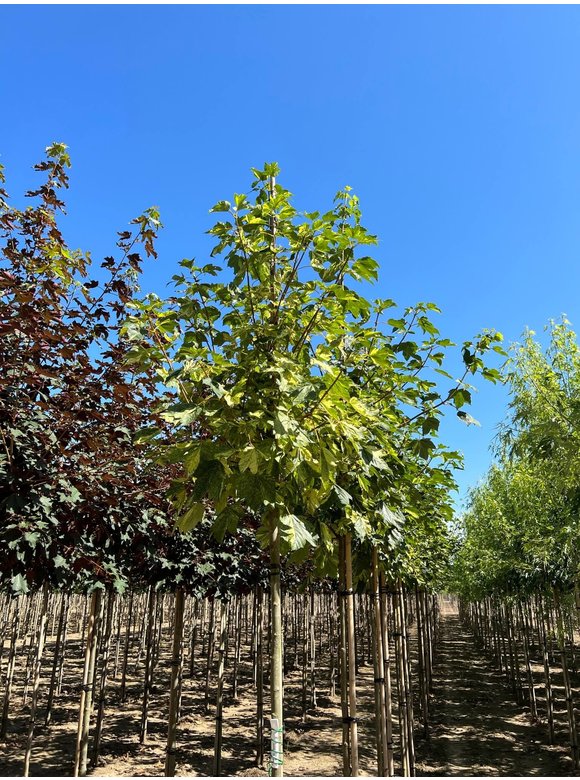 Berg-Ahorn 'Leopoldii' | Acer pseudoplatanus 'Leopoldii' Berg-Ahorn 'Leopoldii' | Acer pseudoplatanus 'Leopoldii'