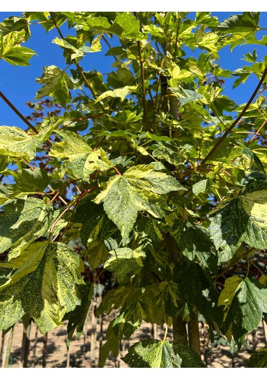 Berg-Ahorn 'Leopoldii' | Acer pseudoplatanus 'Leopoldii'