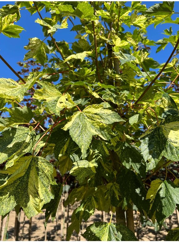 Berg-Ahorn 'Leopoldii' | Acer pseudoplatanus 'Leopoldii' Berg-Ahorn 'Leopoldii' | Acer pseudoplatanus 'Leopoldii'