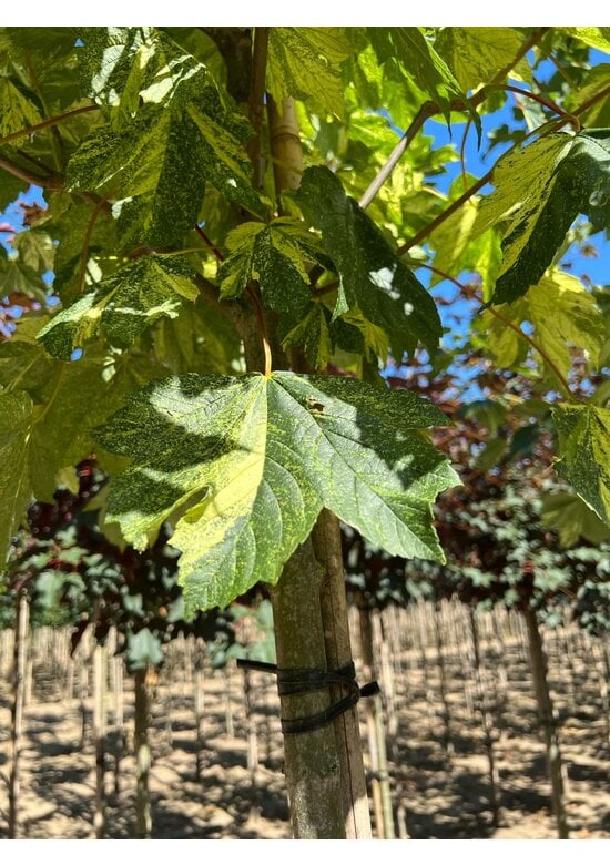 Berg-Ahorn 'Leopoldii' | Acer pseudoplatanus 'Leopoldii'