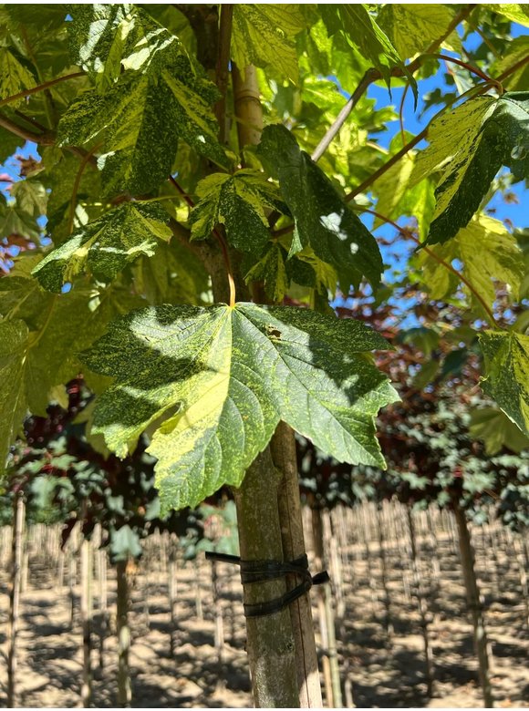 Berg-Ahorn 'Leopoldii' | Acer pseudoplatanus 'Leopoldii' Berg-Ahorn 'Leopoldii' | Acer pseudoplatanus 'Leopoldii'